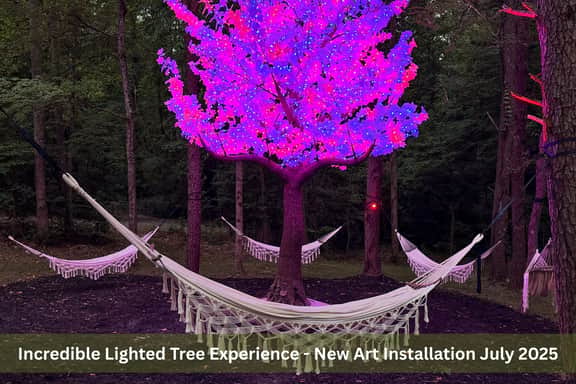 Enchanted Forest